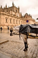Fototapeta premium A horse in harness stands in the square near the cathedral in rainy weather, behind it in Spanish there is a sign indicating that this is a place for parking harnesses with horses