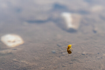 MACRO