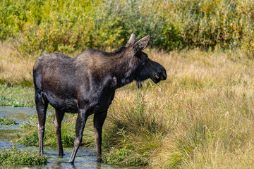 The moose (Alces alces) is the world's tallest, largest and heaviest extant species of deer, Blacktail Ponds Overlook, Grand Teton National Park, Teton County, Wyoming. Snake River