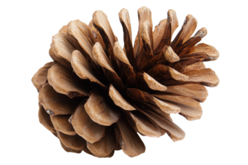 a pine cone on a white background