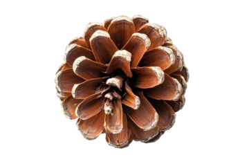 a pine cone on a white background