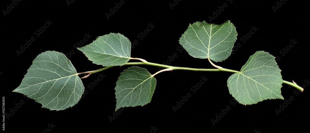 Poster a detailed image of a single leaf on a branch, highlighting its texture and structure