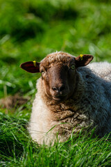 Sheep resting in grass looking into the camera.