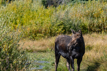 The moose (Alces alces) is the world's tallest, largest and heaviest extant species of deer, Blacktail Ponds Overlook, Grand Teton National Park, Teton County, Wyoming. Snake River