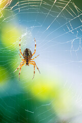 European garden spider Araneus diadematus in a web.