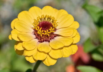 Various garden flowers images. Zinnia flower photos.