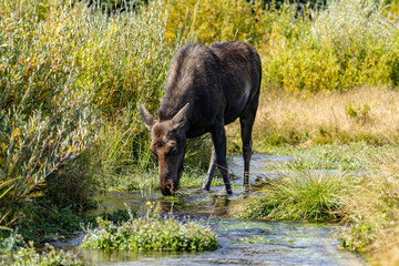 The moose (Alces alces) is the world's tallest, largest and heaviest extant species of deer, Blacktail Ponds Overlook, Grand Teton National Park, Teton County, Wyoming. Snake River