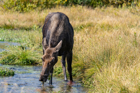 The moose (Alces alces) is the world's tallest, largest and heaviest extant species of deer, Blacktail Ponds Overlook, Grand Teton National Park, Teton County, Wyoming. Snake River