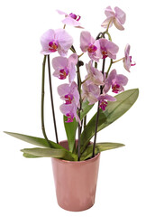 Orchid&eacute;e phalaenopsis 2 tiges rose