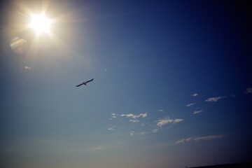 Bird Soaring in a Bright Blue Sky