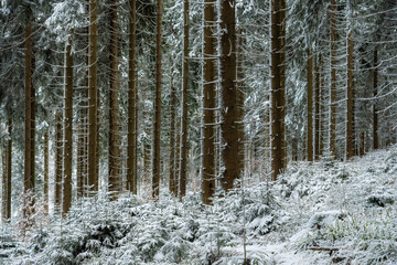 Snow-covered forest with tall trees, their bare branches standing out against the white carpet of snow