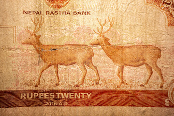 A macro shot of a Nepalese 20 Rupeebanknote displaying an intricate engraving of two deer in a...
