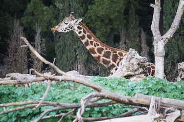 giraffe in the wild