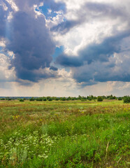 Field of grass with a cloudy sky in the background