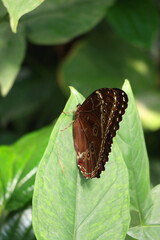 Beautiful butterfly in the greenhouse. Selective focus.