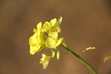 yellow iris flower