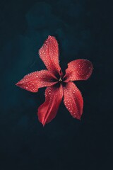 A single red flower with delicate water droplets on its petals, set against a dark moody background, the contrast enhances the flower's striking beauty and elegance