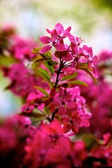 Vibrant Pink Flower Close-Up