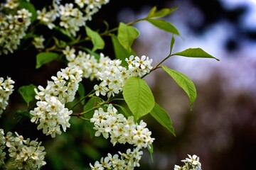 Close-Up of White Flowering Branches with Green Leaves