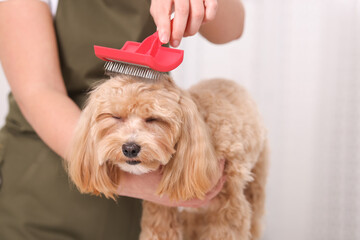 Woman brushing cute Maltipoo dog indoors, closeup