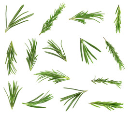 Fresh green rosemary isolated on white, set