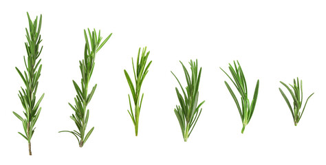 Fresh green rosemary isolated on white, set