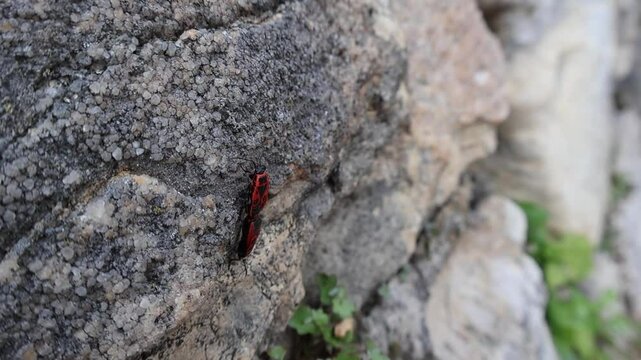 deux Pyrrhocoris l'un derri&egrave;re l'autre