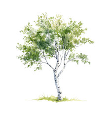 Elegant Birch Tree with White Bark and Lush Foliage on White Background
