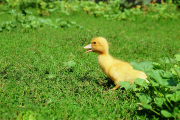 A cute fluffy yellow duckling standing on lush green grass, chirping under the bright sunlight.