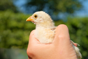 A small fluffy chick being gently held in a human hand against a blurred green outdoor background.