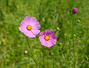 Two beautiful pink cosmos flowers with yellow centers blooming in a green meadow.