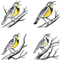 Western meadowlark silhouette, Meadowlark Bird Clipart, Western meadowlark landing on branch Illustration in black and white