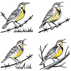 Western meadowlark silhouette, Meadowlark Bird Clipart, Western meadowlark landing on branch Illustration in black and white