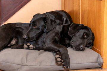 Photo of a pair of pedigree black Labradors cuddling up together