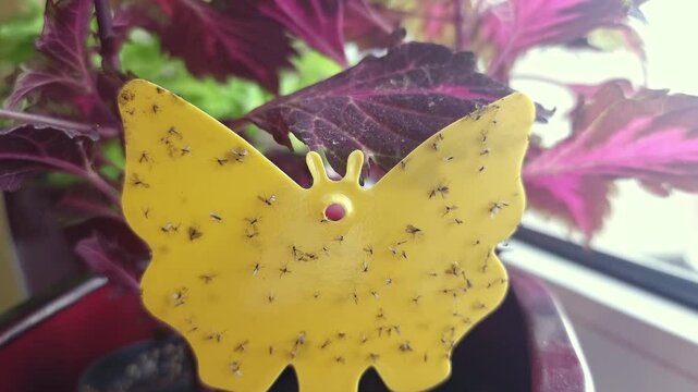 Close-up of a Fungus Gnat Adhered to a Yellow Adhesive Trap Used for Pest Control in a Home