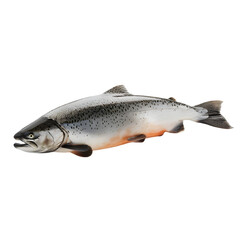 Naklejka premium Fresh Pacific Salmon for Studio Shot.