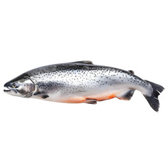 Naklejka premium Fresh Salmon for Studio Shot, Seafood Detail.