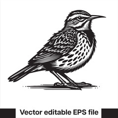 Western meadowlark silhouette, Meadowlark Bird Clipart, Western meadowlark landing on branch Illustration in black and white