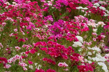 Photos of various garden flowers for decorative purposes.