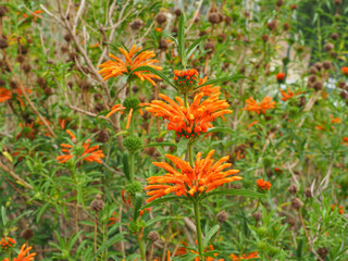 Wild Dagga flowers, close up. Leonotis leonurus, also known as lion's tail is large shrub, broadleaf, evergreen, flowering plant with tubular shape, orange blossoms in the mint family, Lamiaceae.