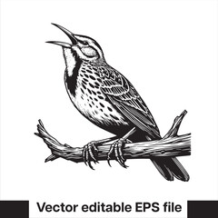 Western meadowlark silhouette, Meadowlark Bird Clipart, Western meadowlark landing on branch Illustration in black and white