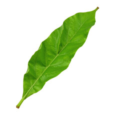 Vibrant green single leaf isolated on black background. Perfect for nature, botanical, and design projects.