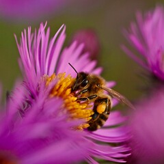 Pszczoła na kwiatach © Jacek