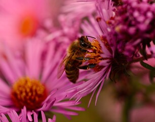 Pszczoła na kwiatku © Jacek