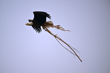 Bald eagle in flight, An eagle carrying a tree for a new house, spring