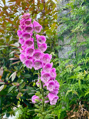 Foxglove Twist © C Vincent Ferguson