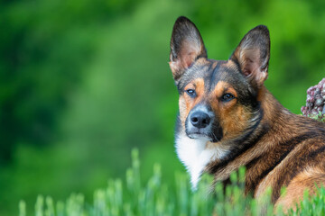 PORTRAIT, DOF Dog turns its head towards camera with curious yet relaxed expression. Detailed fur...