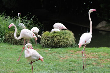 PARC DES PYRENEES. FRANCE EUROPA. 