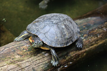PARC DES PYRENEES. FRANCE EUROPA. 