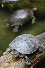 PARC DES PYRENEES. FRANCE EUROPA. 